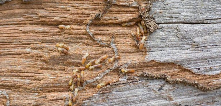 Dégats des termites à Saint Sauveur 60
